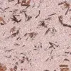 Жидкие обои Poldecor 9-6